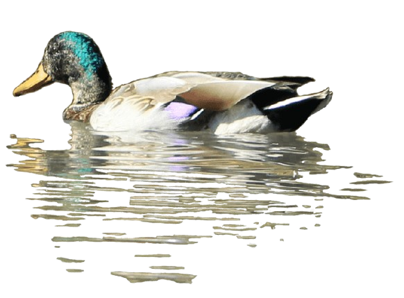 Best Resort Near Anaikatti